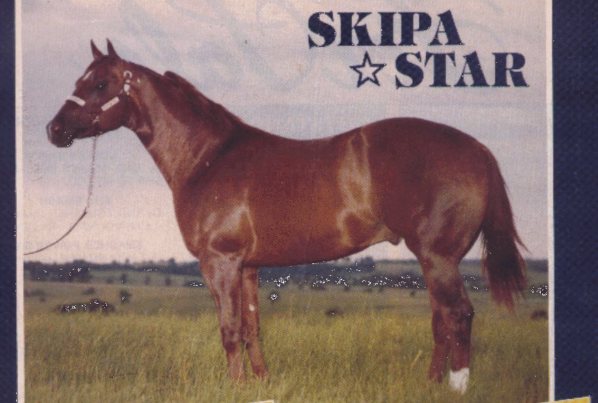 AQHA Champion Skipa Star.  We have several Skipa Star mares which crossed VERY well with the Two Eyed Jack bloodline.  This cross produced 16 hand height with the Two Eyed Jack bulk.